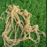 Gold Chain 5 MTR/ Min.Qty -12 Pcs