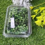 HYDRA FLOWERS YELLOW GREEN SNE Min. Qty. - 12 PCS
