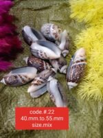 SEA SEHLLS 1KG RS 350