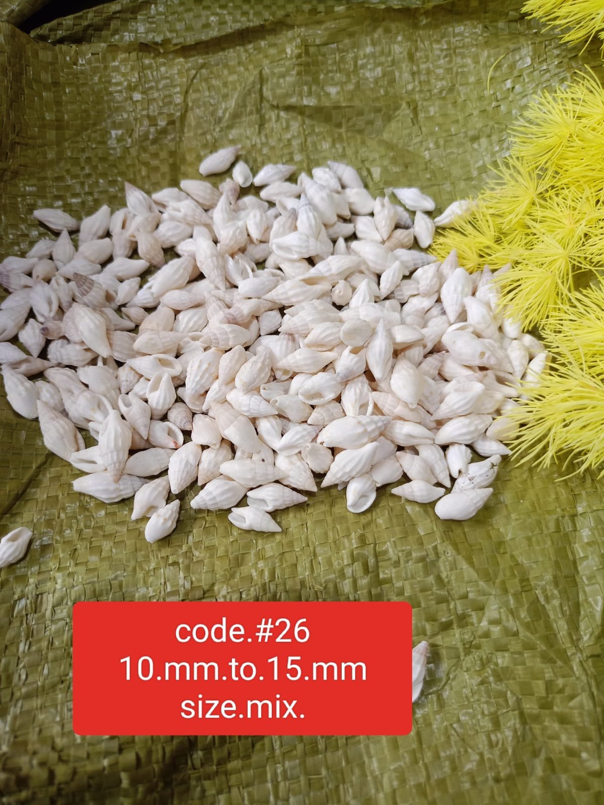 WhatsApp Image 2024-11-16 at 11.20.09 AM (1) SEA SHELLS 1KG RS 380 - Image 1