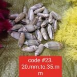 shells#23 1 kg pack