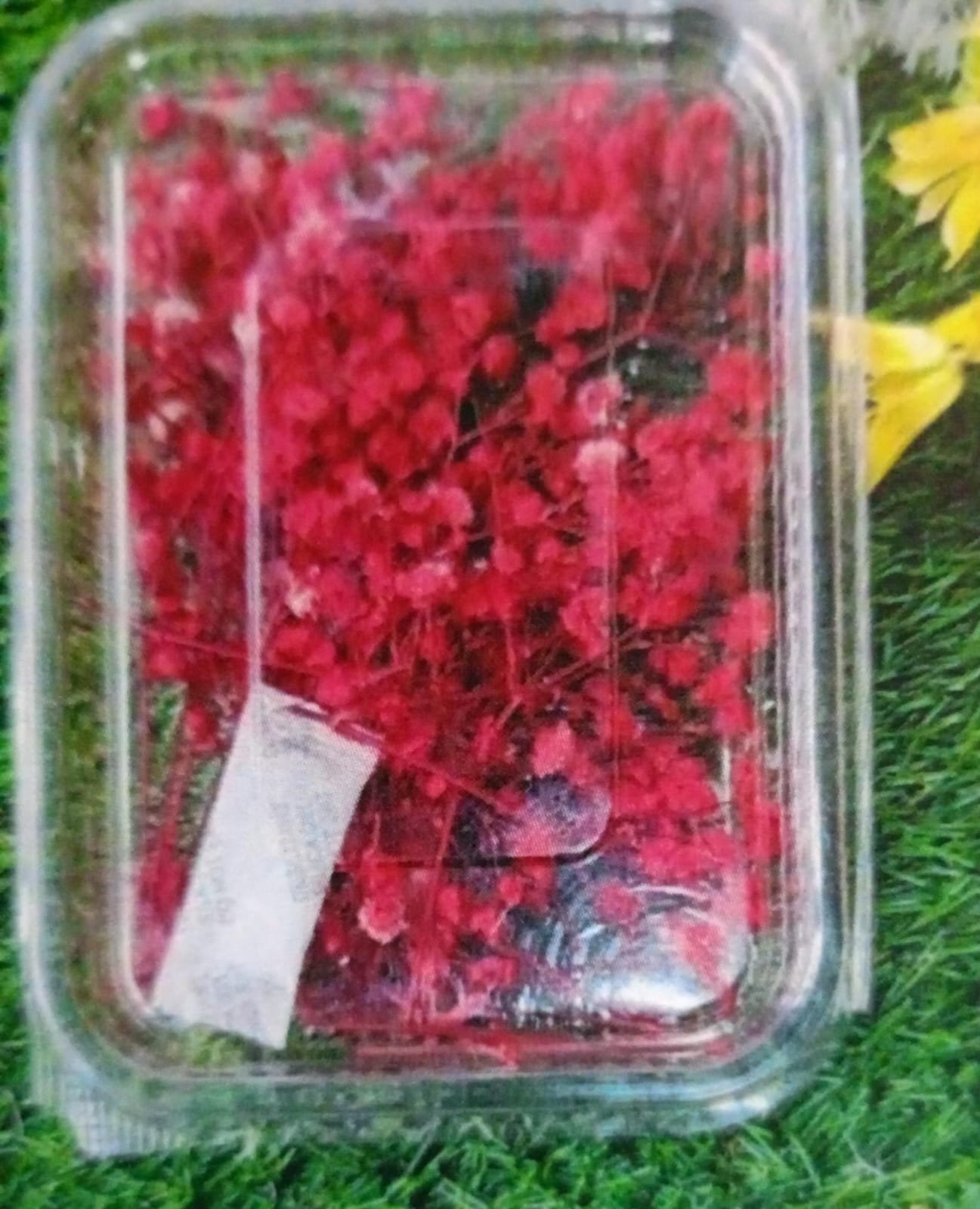 WhatsApp Image 2024-11-21 at 4.36.45 PM Natural Flower Zipssy Red Qty -12pcs - Image 1
