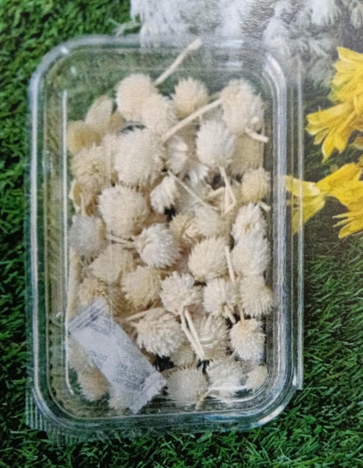 WhatsApp Image 2024-11-21 at 5.00.28 PM Natural flower off white QTY-min 12 pcs - Image 1
