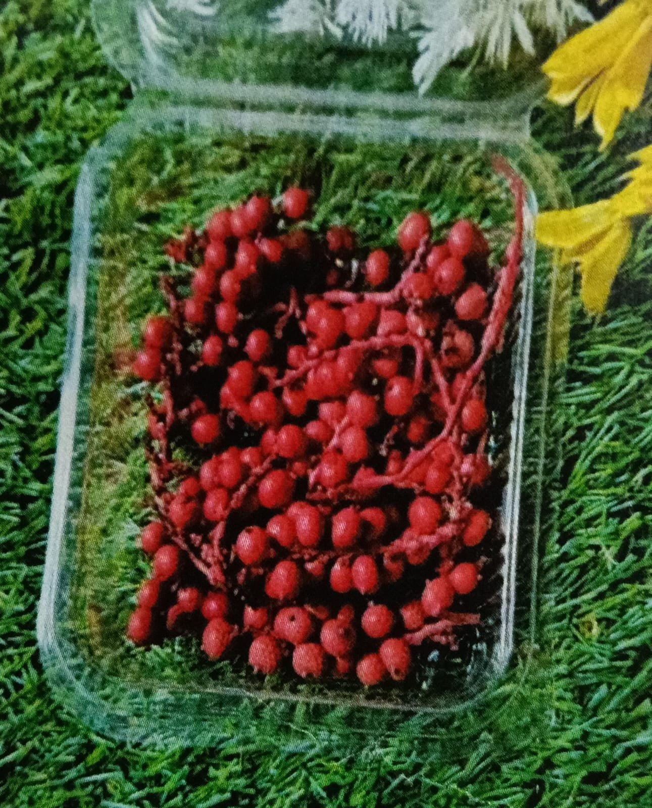 WhatsApp Image 2024-11-21 at 5.19.50 PM Natural flower cherry flower red QTY-min 12 pcs - Image 1