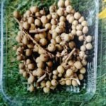 Natural flower cherry cream colour QTY-min 12 pcs