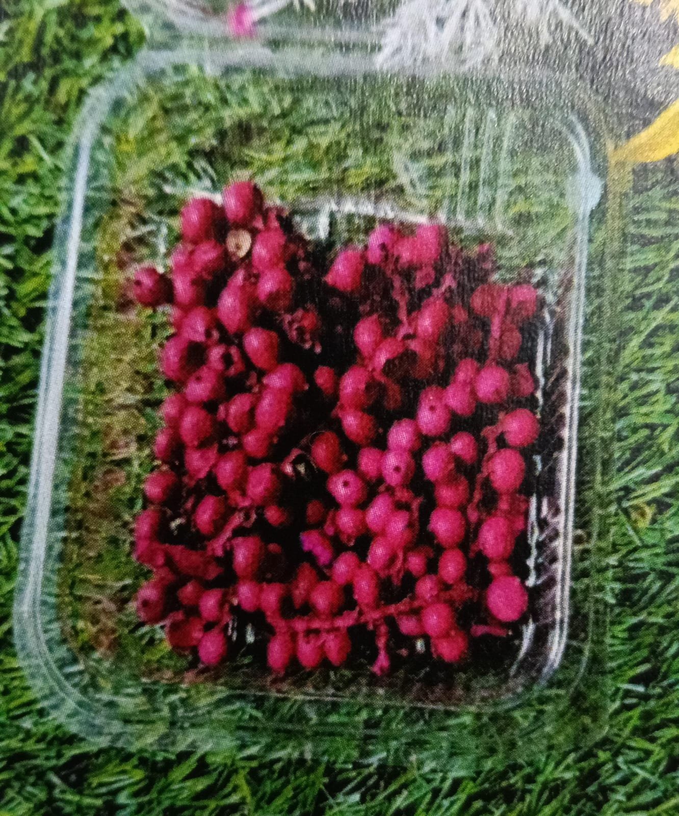 WhatsApp Image 2024-11-21 at 5.20.20 PM Natural flower cherry pink QTY- min 12 pcs - Image 1