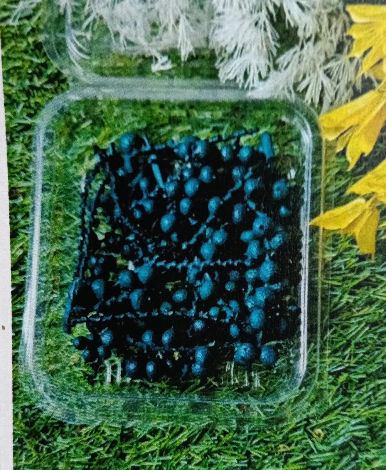 WhatsApp Image 2024-11-21 at 5.21.03 PM Natural flower cherry bule QTY-min 12 pcs - Image 1