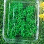 natural flower dark green moss QTY-min 12 pcs