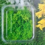 Natural flower olive grren moss QTY-min 12 pcs