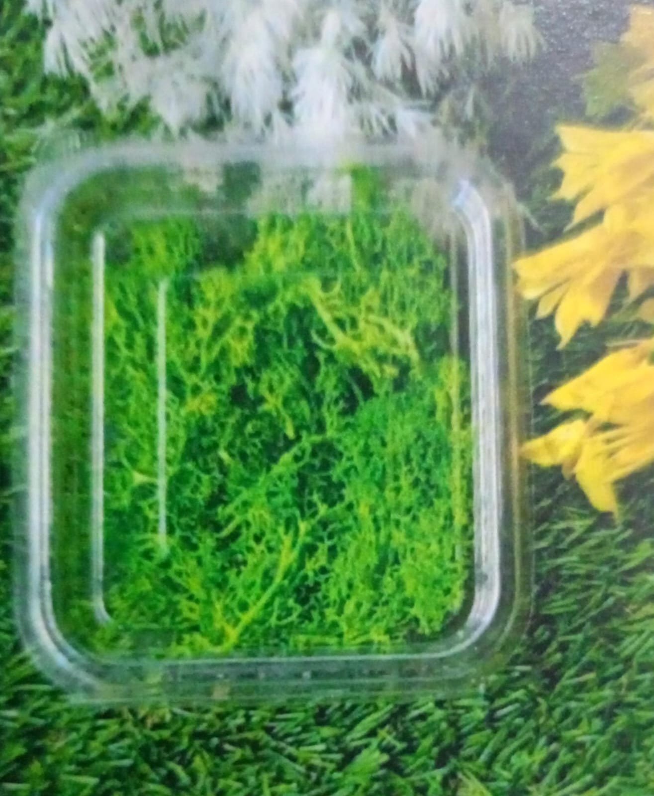 WhatsApp Image 2024-11-21 at 5.32.50 PM Natural flower light green moss QTY-min 12 pcs - Image 1