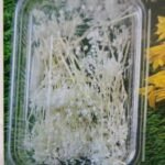 Natural flower baby brith white QTY-min 12 pcs