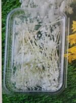 Natural flower baby brith white QTY-min 12 pcs