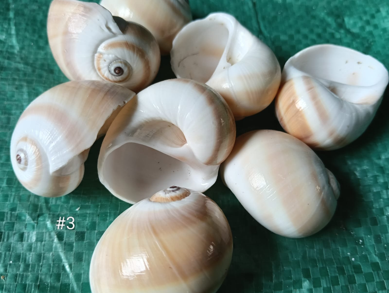 WhatsApp Image 2025-07-04 at 12.44.26 PM SEA SHELLS - Image 1