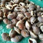 shells#9 1 kg pack