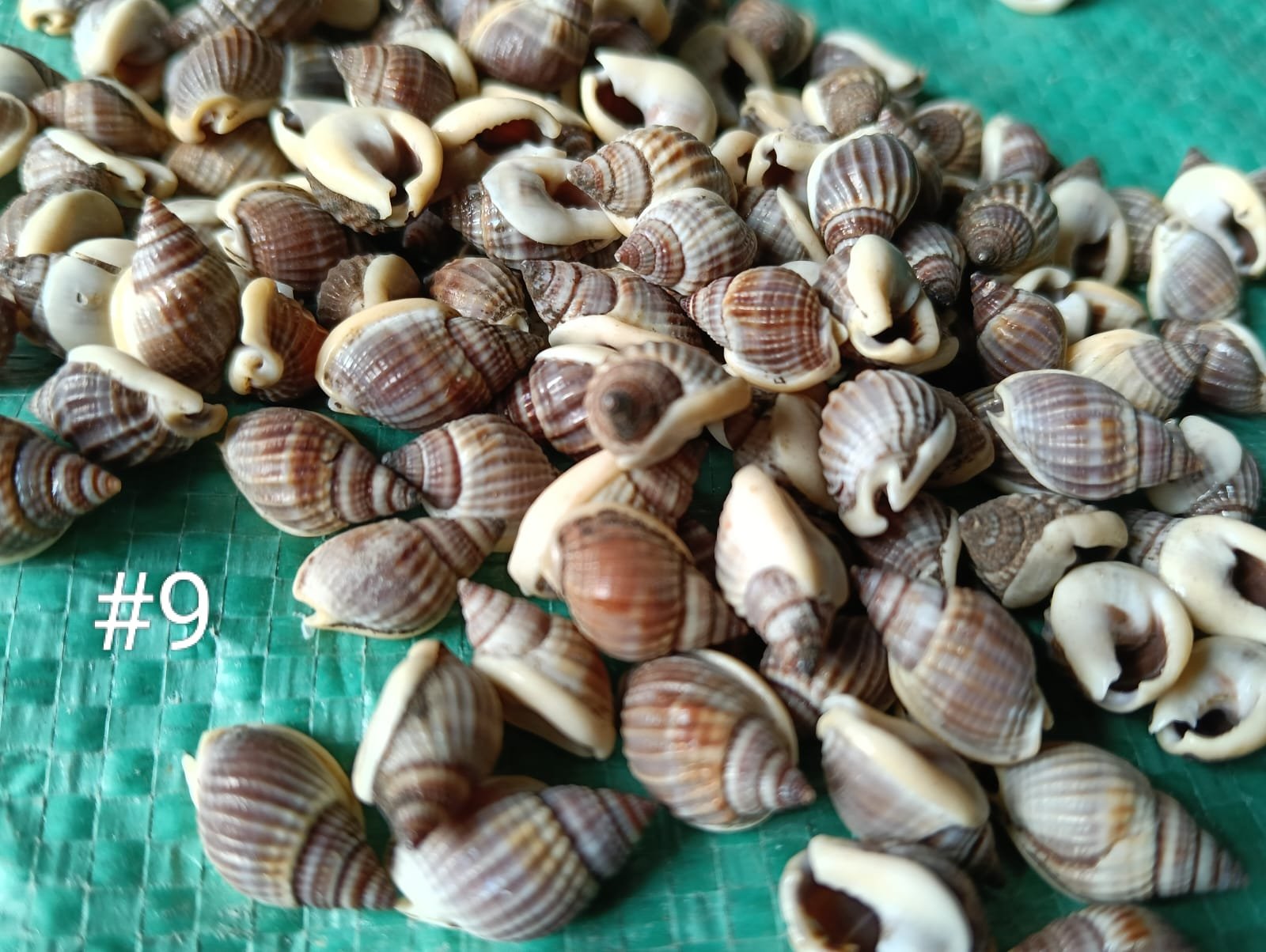 WhatsApp Image 2026-06-05 at 11.34.10 AM (1) shells#9 1 kg pack - Image 1