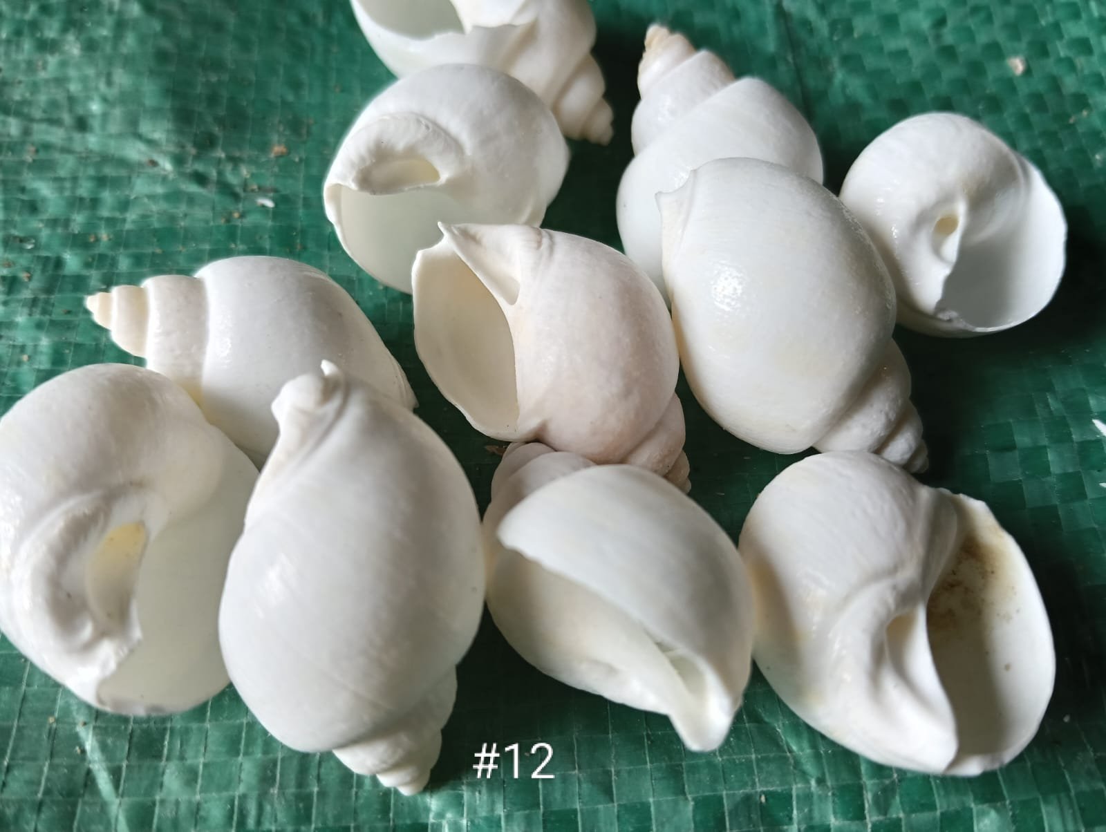 WhatsApp Image 2026-06-05 at 11.34.11 AM shells#12 1 kg pack - Image 1