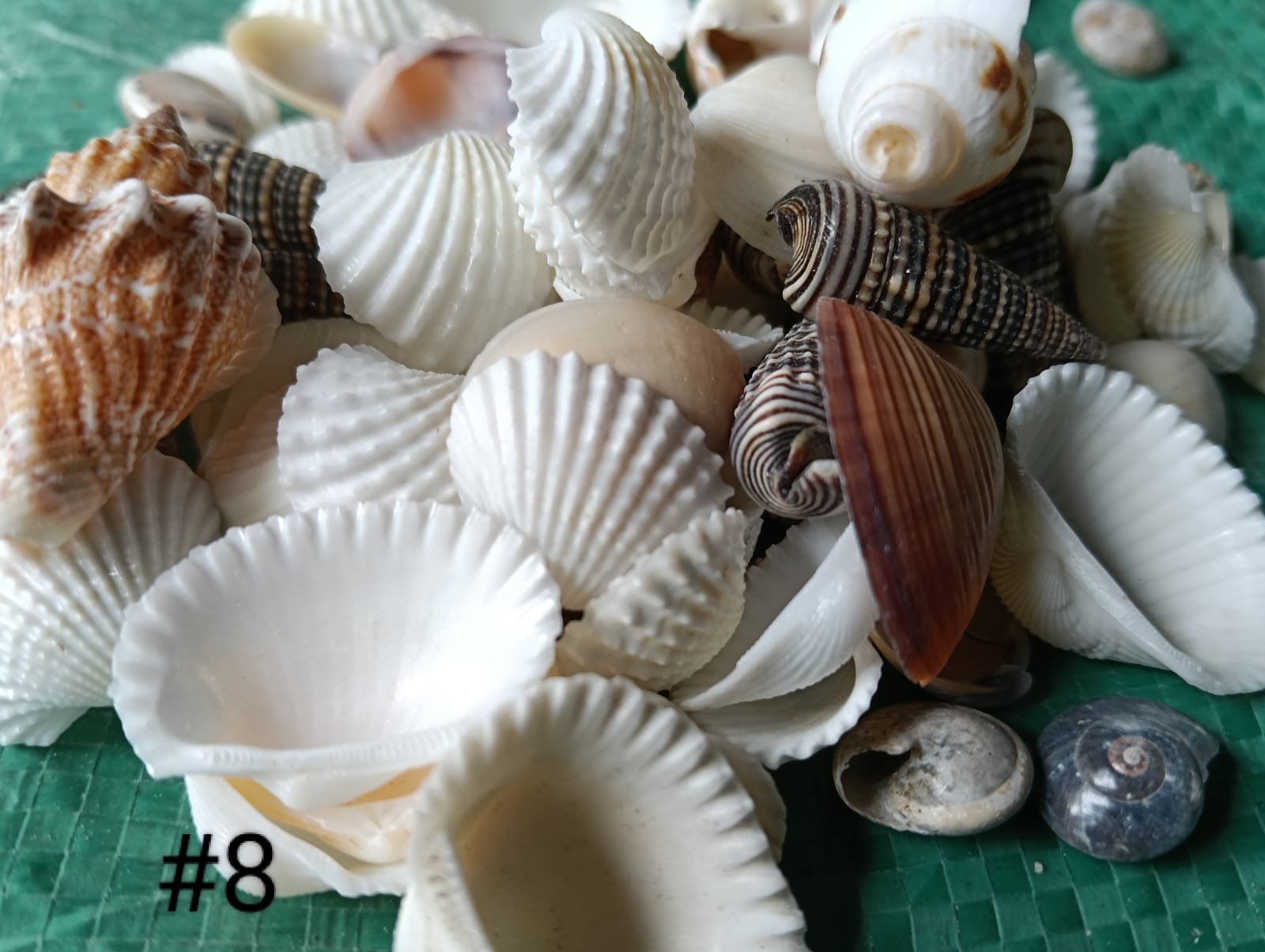 WhatsApp Image 2026-06-05 at 11.34.12 AM shells#8 1 kg pack - Image 1