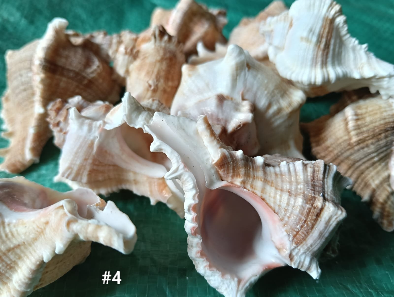 WhatsApp Image 2026-06-05 at 11.34.14 AM (1) shells#4 1 kg pack - Image 1