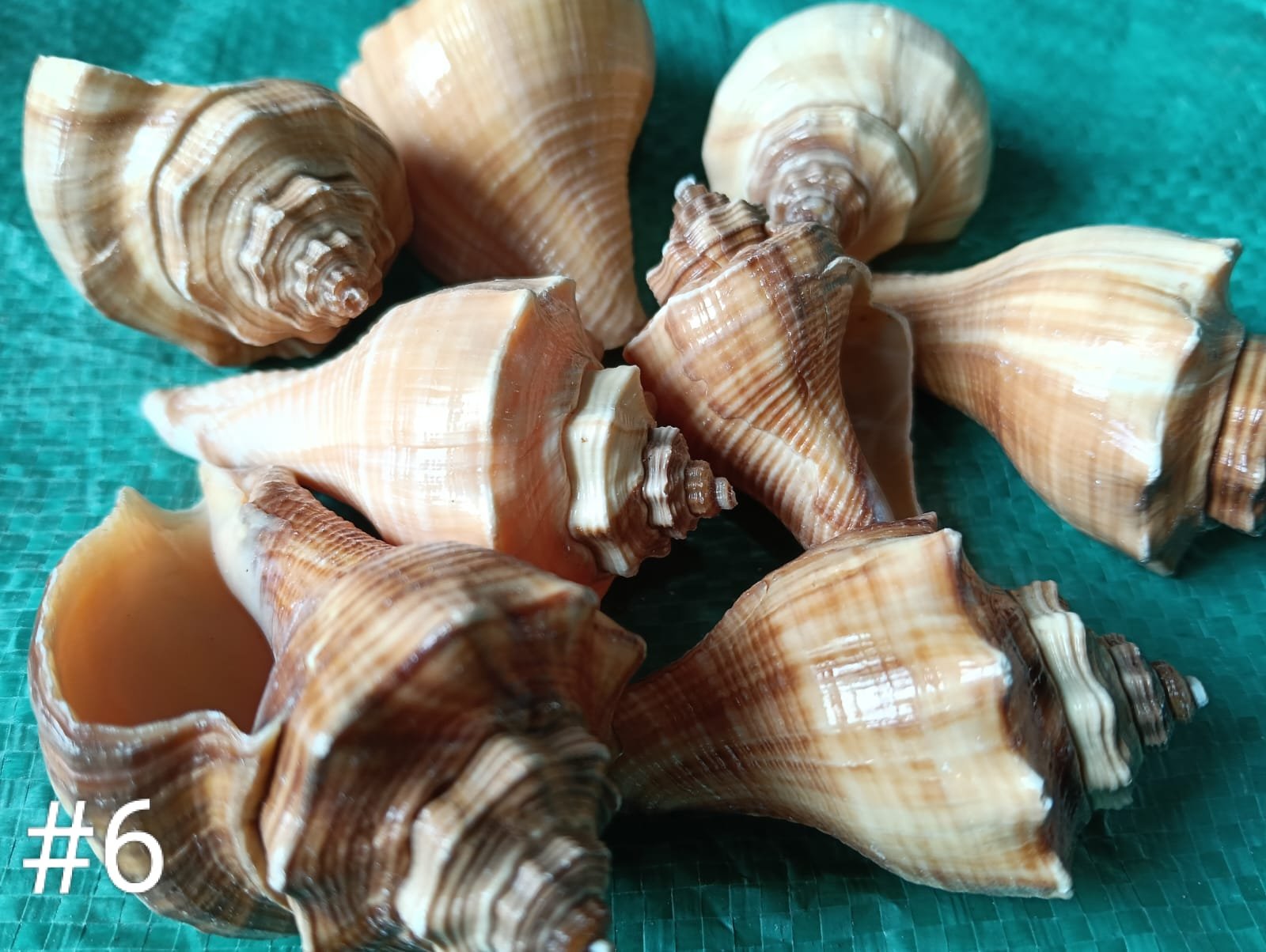WhatsApp Image 2026-06-05 at 11.34.14 AM (2) shells#6 1 kg packing - Image 1