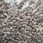 shells#11 1 kg pack