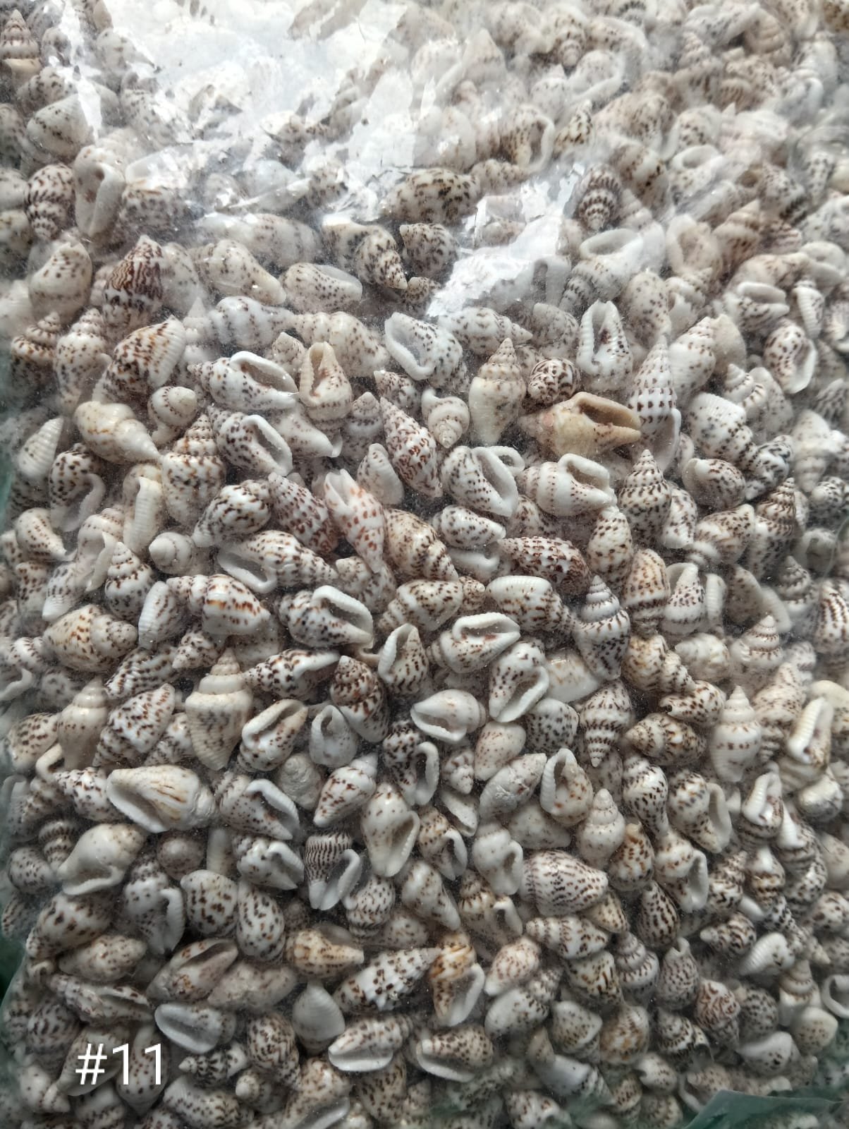 WhatsApp Image 2026-06-05 at 11.34.15 AM (3) shells#11 1 kg pack - Image 1