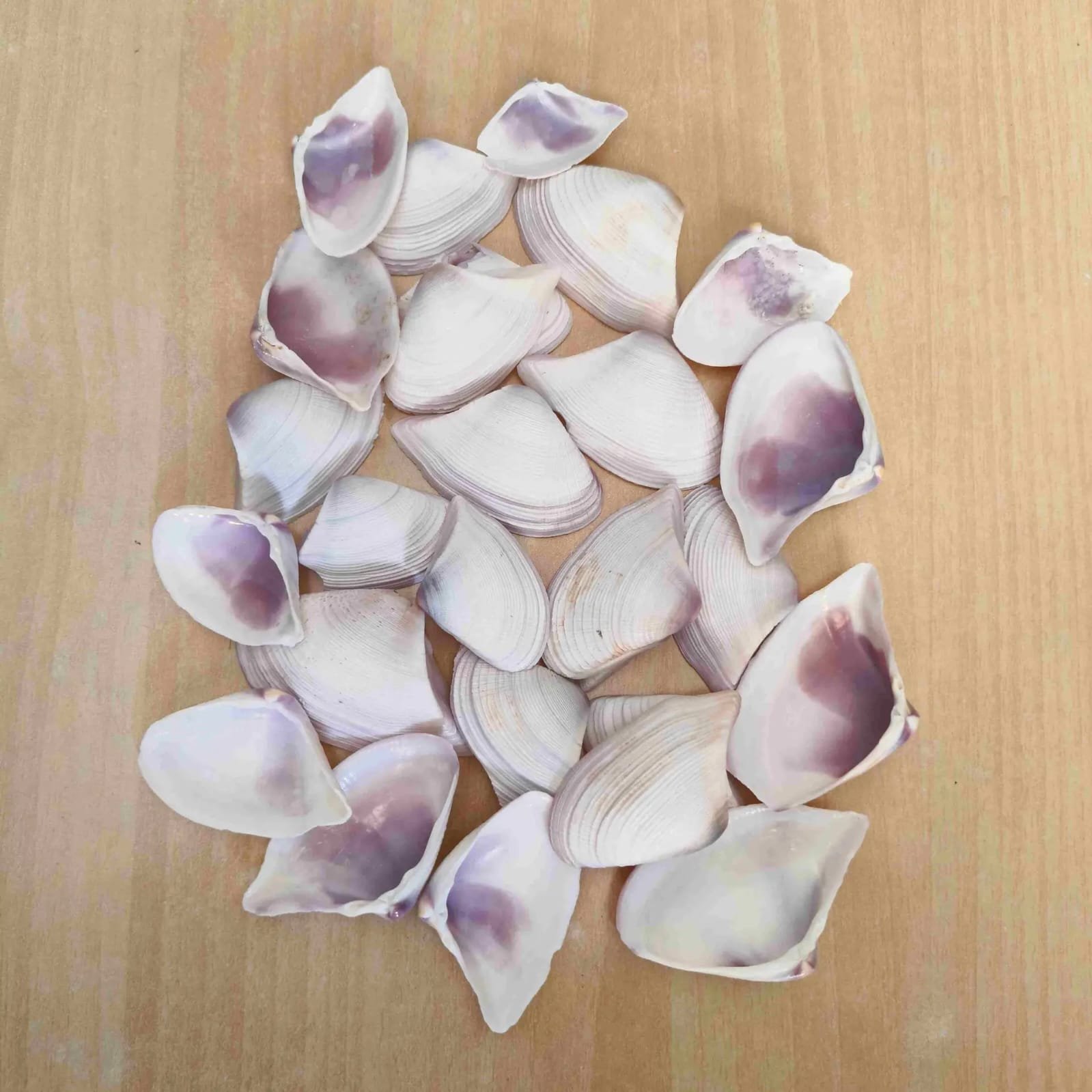 WhatsApp Image 2026-06-05 at 3.34.55 PM shells#15 1 kg pack - Image 1