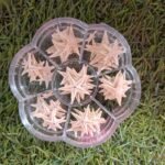 small star fish