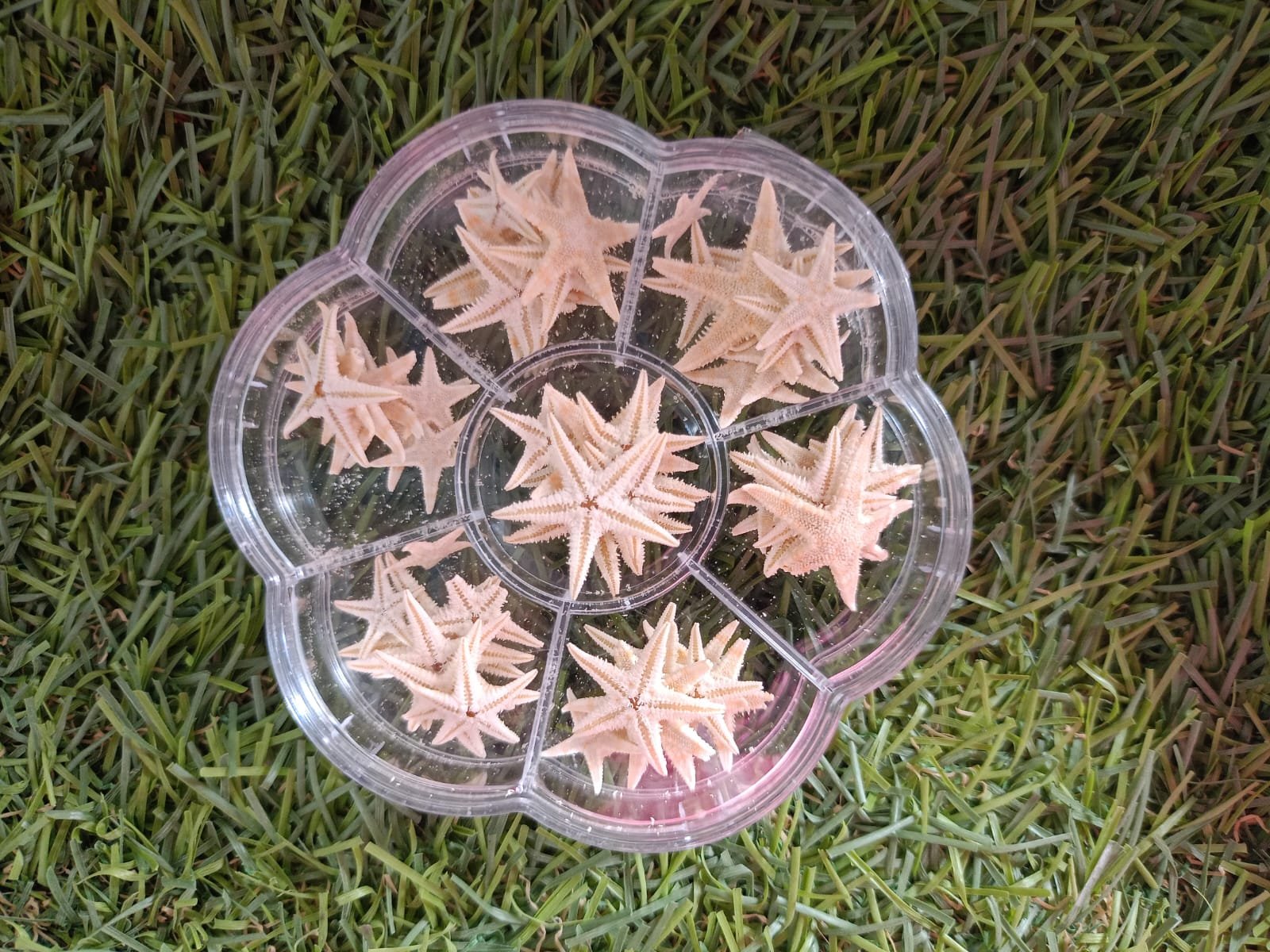 WhatsApp Image 2024-12-23 at 2.43.33 PM small star fish - Image 1