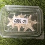 Big star fish shell