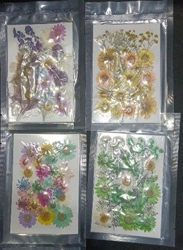 WhatsApp Image 2025-04-16 at 5.59.43 PM (1) Pressed flower - Image 1