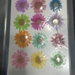 daisy pressed flower