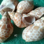 sea shell #02