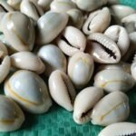 shells#31 sea shell kodi grey shade natural 1 kg pack