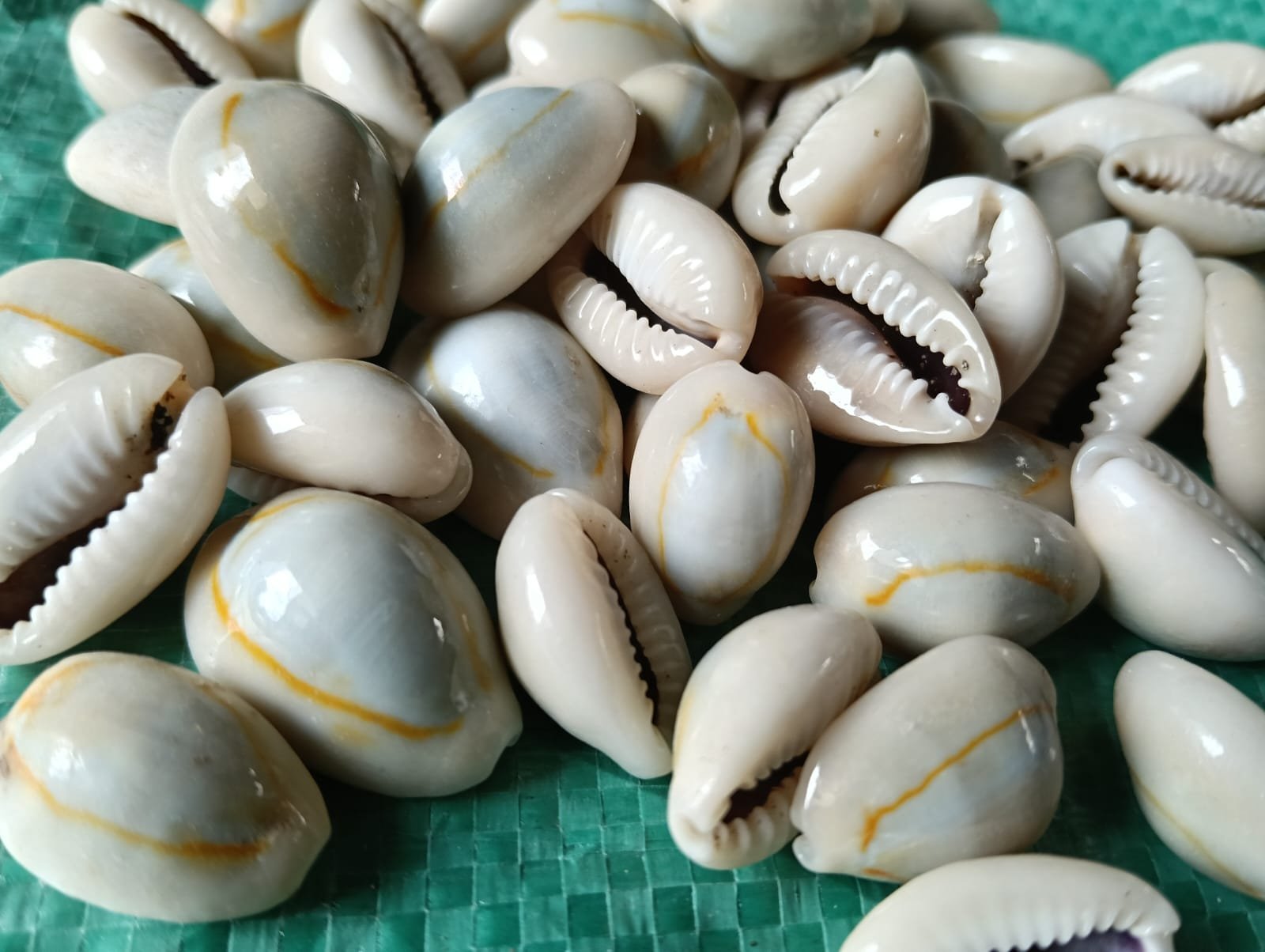 WhatsApp Image 2025-07-04 at 12.44.22 PM shells#31 sea shell kodi grey shade natural 1 kg pack - Image 1