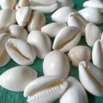 shells#32 natural white sea shell kodi 1 kg pack