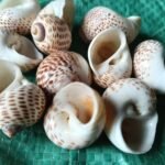 shells#33  1 kg pack