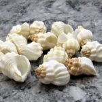 shells#1 sea shell