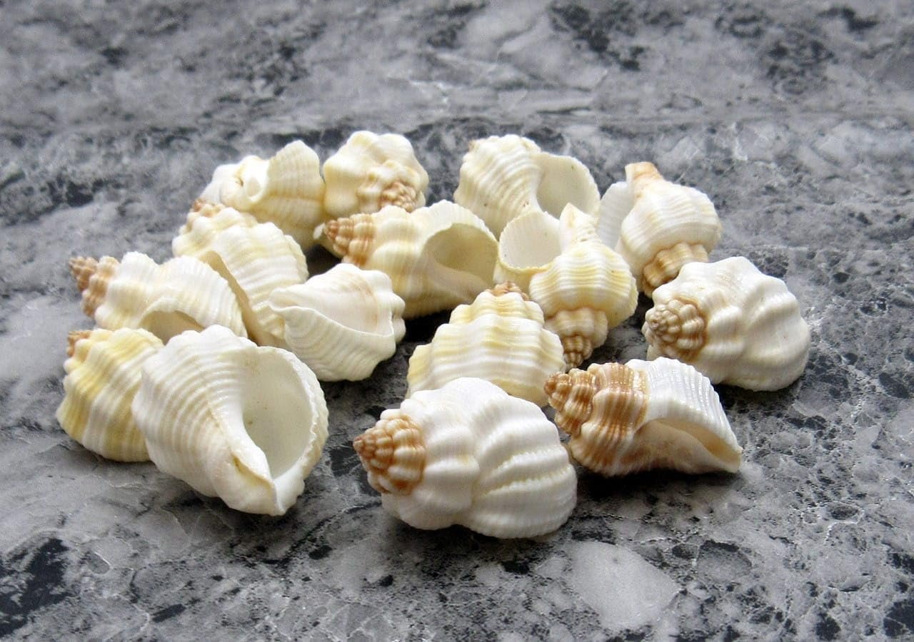 WhatsApp Image 2026-06-05 at 11.45.35 AM shells#1 sea shell - Image 1